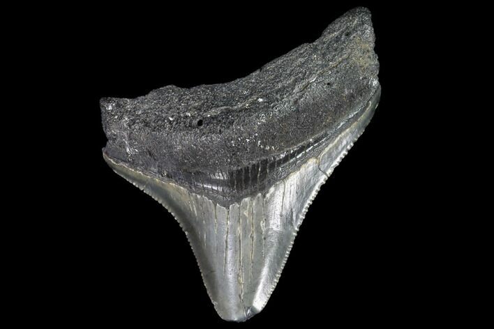 Serrated, Juvenile Megalodon Tooth - Georgia #90735